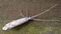 Odontocerum albicorne